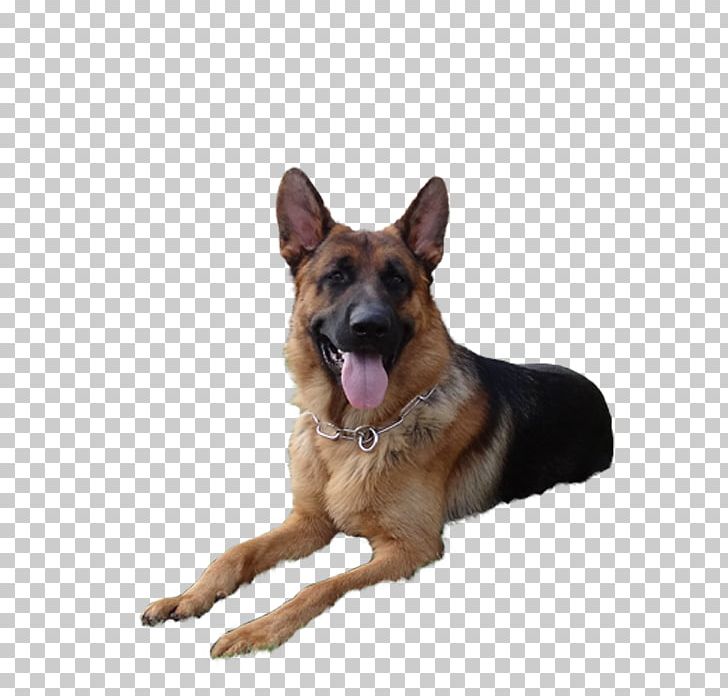 Old German Shepherd Dog King Shepherd Kunming Wolfdog East-European Shepherd PNG, Clipart, Breed, Carnivoran, Dog, Dog Breed, Dog Like Mammal Free PNG Download