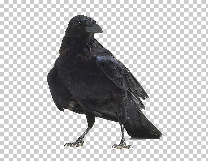American Crow Bird Anatomy Raven PNG, Clipart, American Crow, Anatomy, Animals, Beak, Bird Free PNG Download