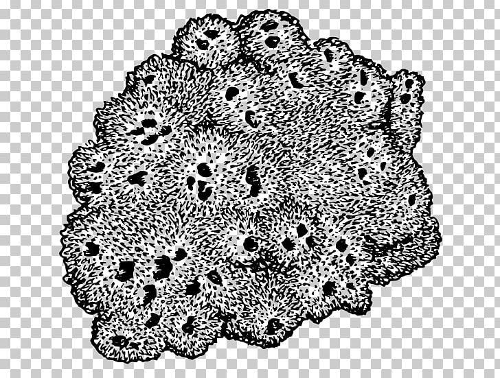 Sponge Drawing Sea PNG, Clipart, Aquatic Animal, Black And White, Circle, Color, Coloring Book Free PNG Download