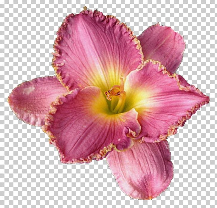 Cut Flowers Lilium PNG, Clipart, Clip Art, Cut Flowers, Daylily, Flower, Flower Bouquet Free PNG Download