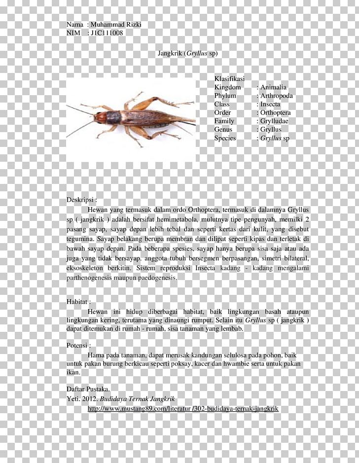 Insect Gryllus Cricket Orthoptera Biological Classification PNG, Clipart, Animal, Animalia, Animals, Arthropod, Arthropoda Free PNG Download