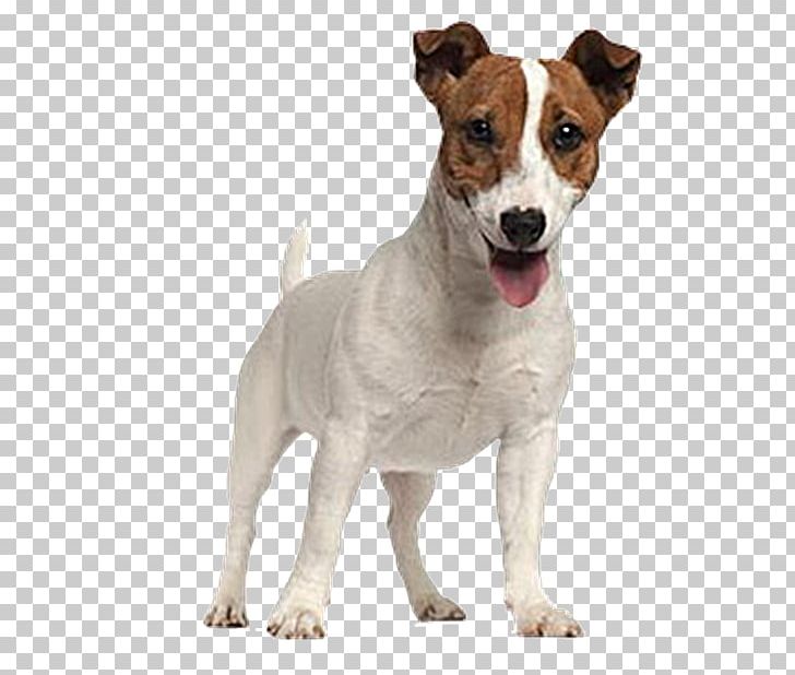 Jack Russell Terrier Parson Russell Terrier Puppy PNG, Clipart, American Kennel Club, Animals, Carnivoran, Companion Dog, Dog Breed Free PNG Download