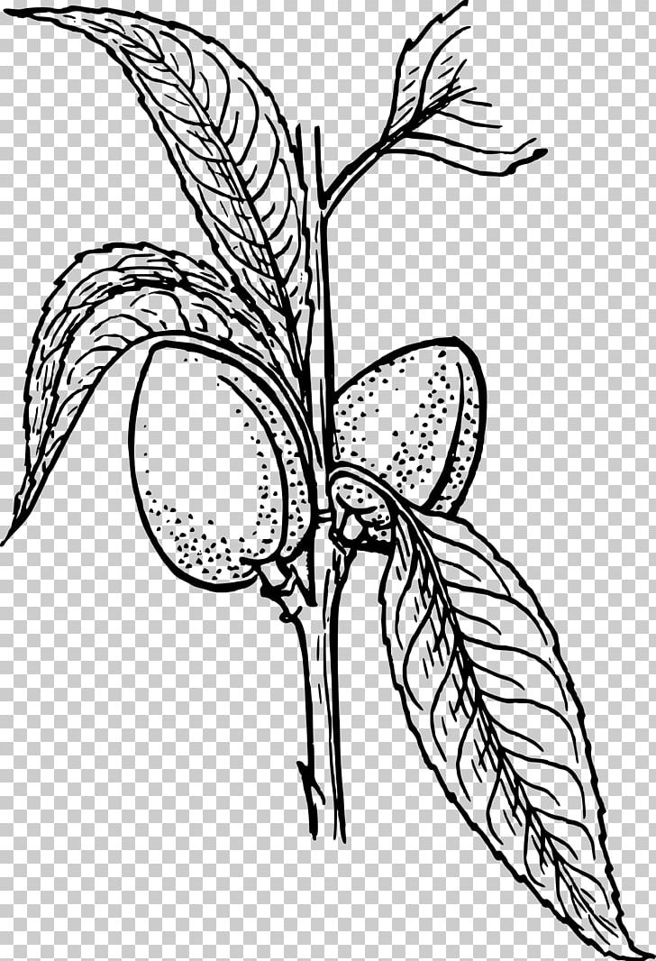 Plant Drawing PNG, Clipart, Almond, Art, Artwork, Black And White, Branch Free PNG Download
