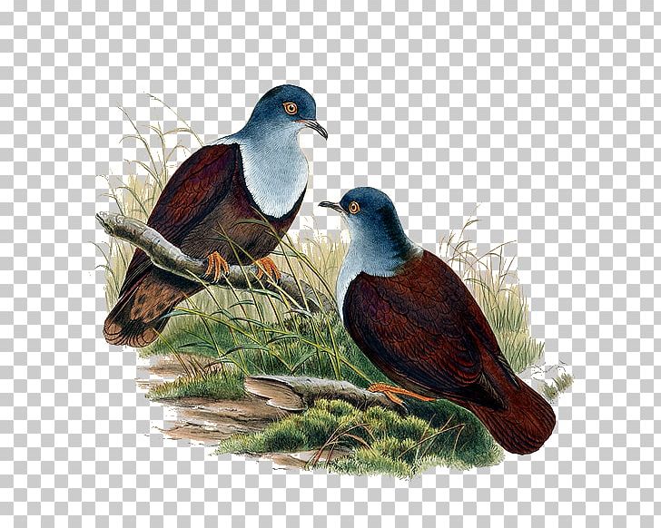 The Birds Of Australia Cygnini PNG, Clipart, Animals, Art, Beak, Bird, Birds Of Australia Free PNG Download