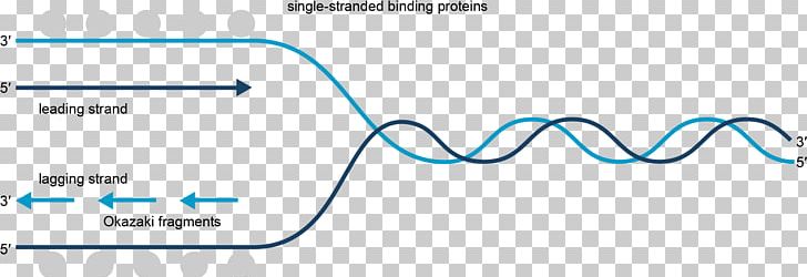 Transcription Coding Strand Biology Translation DNA Replication PNG, Clipart, Angle, Area, Biology, Blue, Chemical Biology Free PNG Download
