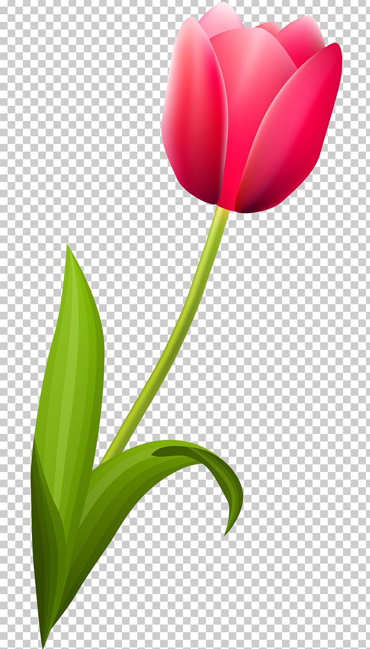Flowering Plant Tulip Liliaceae PNG, Clipart, Closeup, Computer, Computer Wallpaper, Desktop Wallpaper, Family Free PNG Download