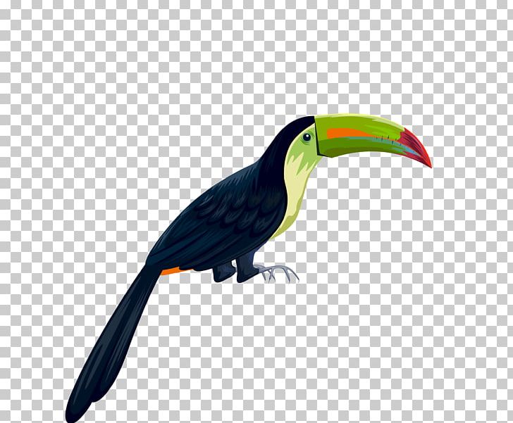 Parrot Bird PNG, Clipart, Animals, Beak, Download, Element, Encapsulated Postscript Free PNG Download