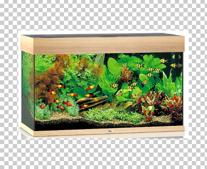 Aquariums Fishkeeping Light Brown PNG, Clipart, Aquarium, Aquarium Decor, Aquarium Filters, Aquariums, Aquatic Plant Free PNG Download