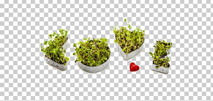 Flowerpot Fruit PNG, Clipart, Flowerpot, Fruit, La Bottega Di Merlino, Others, Plant Free PNG Download