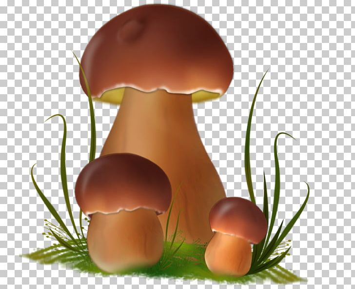 Fungus Boletus Edulis Edible Mushroom Death Cap PNG, Clipart, Amanita, Boletus, Boletus Edulis, Death Cap, Edible Mushroom Free PNG Download