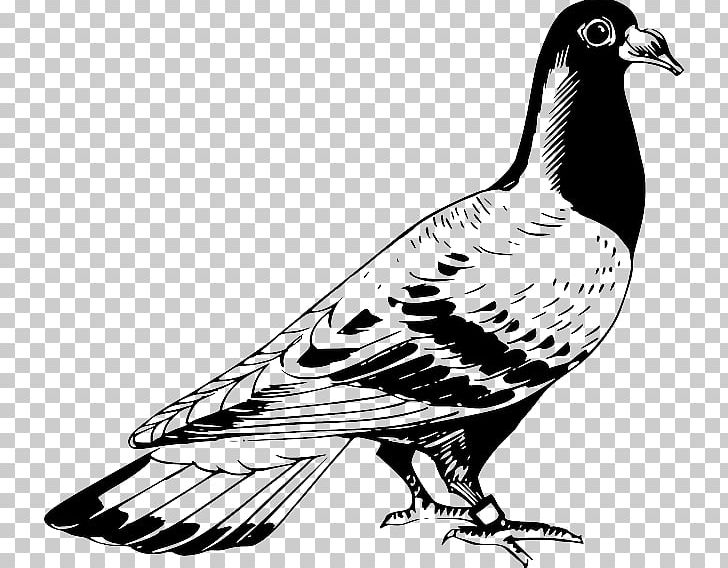 Homing Pigeon English Carrier Pigeon Columbidae Drawing Release Dove PNG, Clipart, Animals, Beak, Bird, Bird Of Prey, Black And White Free PNG Download