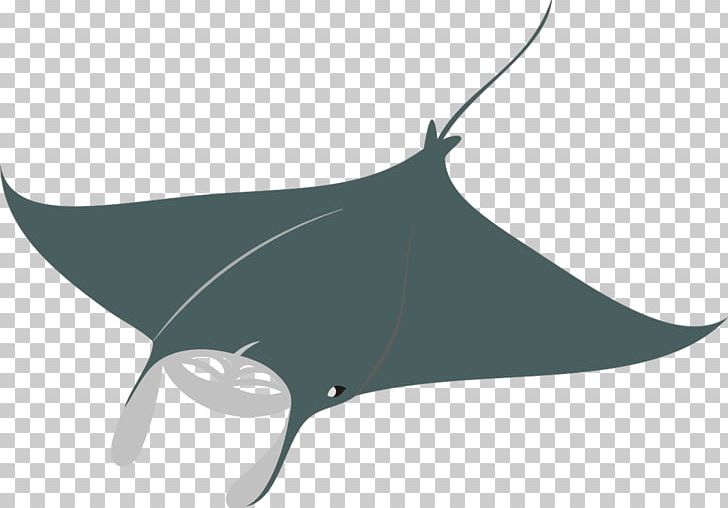 Shark Giant Oceanic Manta Ray Fish Whiptail Stingray PNG, Clipart, Animals, Batoidea, Black And White, Cartilaginous Fish, Cdr Free PNG Download