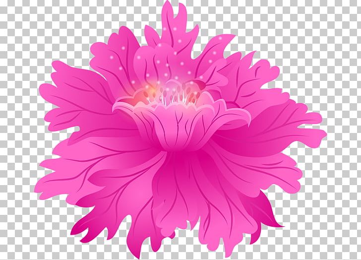 Chrysanthemum Rose Pink Flowers Photography PNG, Clipart, Aster, Blume, Chrysanthemum, Chrysanths, Clothing Accessories Free PNG Download