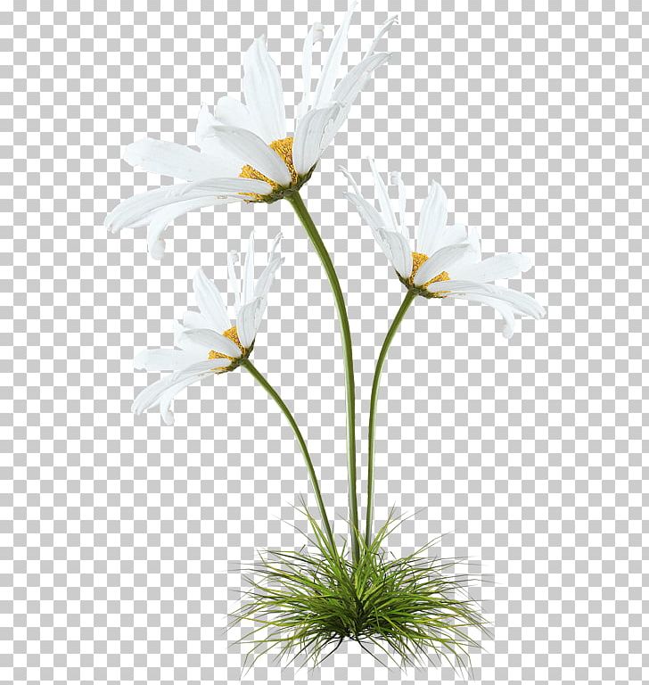 German Chamomile PNG, Clipart, Animation, Black, Chamomile, Cut Flowers, Daisy Free PNG Download