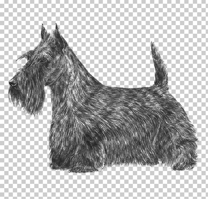 Scottish Terrier Dandie Dinmont Terrier Scottish Deerhound Skye Terrier American Hairless Terrier PNG, Clipart, American Hairless Terrier, Carnivoran, Dog Breed, Dog Like Mammal, Mammal Free PNG Download