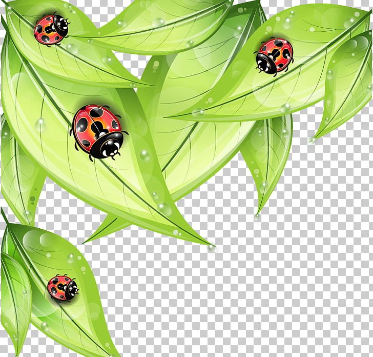 Insect Ladybird Euclidean Drawing PNG, Clipart, Balloon Cartoon, Beetle, Cartoon Eyes, Encapsulated Postscript, Fall Leaves Free PNG Download