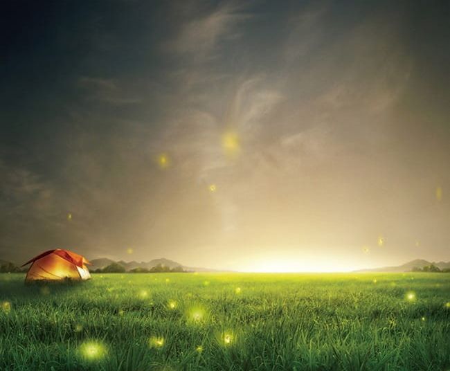 Night Sky Fireflies Grass Background PNG, Clipart, Background, Fireflies, Grass, Night, Sky Free PNG Download