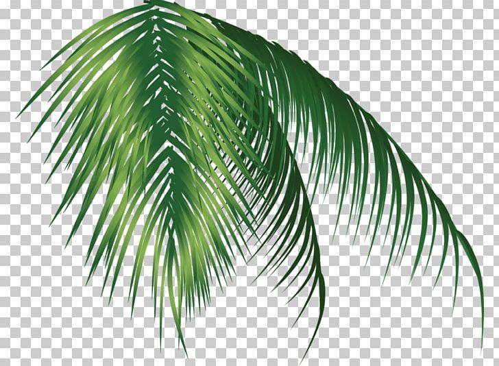 Arecaceae PNG, Clipart, Agac, Agaclar, Arecaceae, Arecales, Bahar Free PNG Download