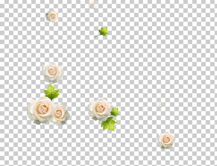 Beach Rose White PNG, Clipart, Background White, Beach Rose, Black White, Designer, Dow Free PNG Download