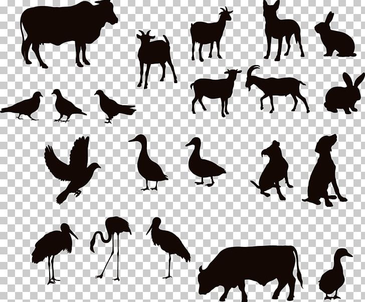 Cattle Water Buffalo Silhouette Duck PNG, Clipart, Animal, Animals, Beak, Bird, Buffalo Free PNG Download