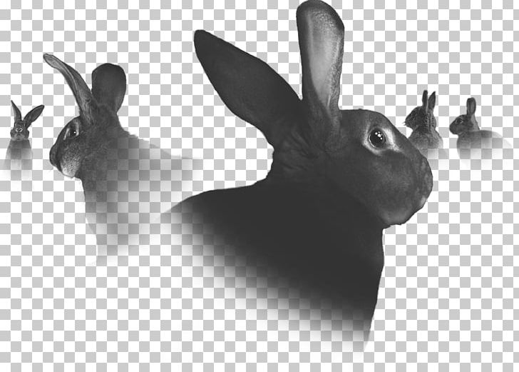 Domestic Rabbit Hare PNG, Clipart, Animals, Black And White, Domestic Rabbit, Gadget, Hare Free PNG Download