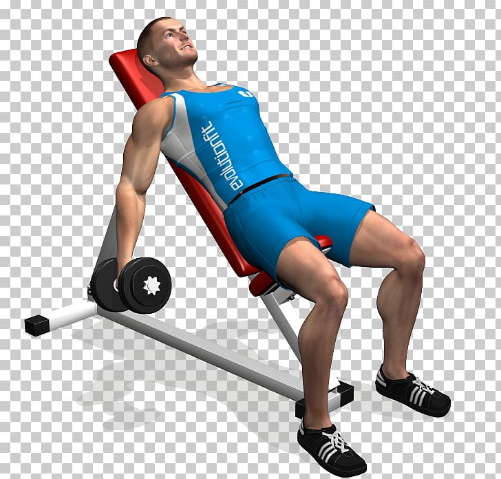 Dumbbell Biceps Curl Bench Exercise PNG, Clipart, Abdomen, Arm, Barbell, Bench, Calf Free PNG Download