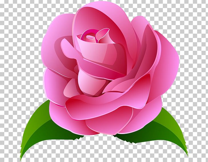 Rose Pink Painting PNG, Clipart, Art, Art Museum, Camellia, Cut Flowers, Drawing Free PNG Download