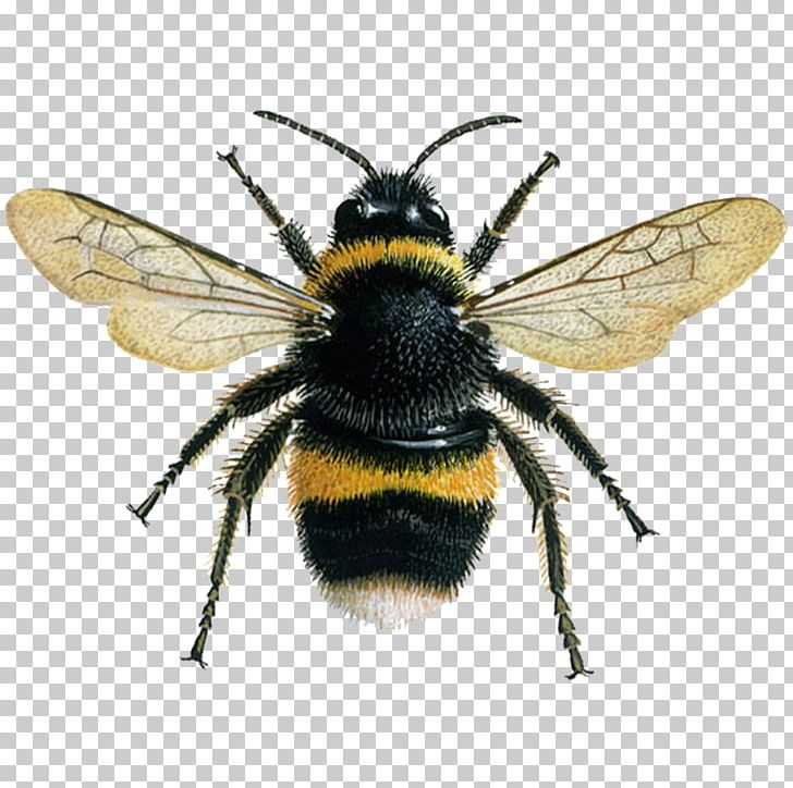 Western Honey Bee Insect Bombus Terrestris Bombus Lucorum PNG, Clipart, Arthropod, Bee, Bee Removal, Bombus Hortorum, Bombus Lucorum Free PNG Download