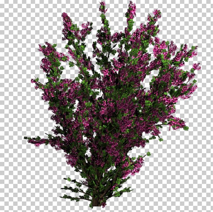 Flower Tree Shrub Plant Texture Mapping PNG, Clipart, Bougainvillea, Branch, Cut Flowers, Flower, Flowering Plant Free PNG Download