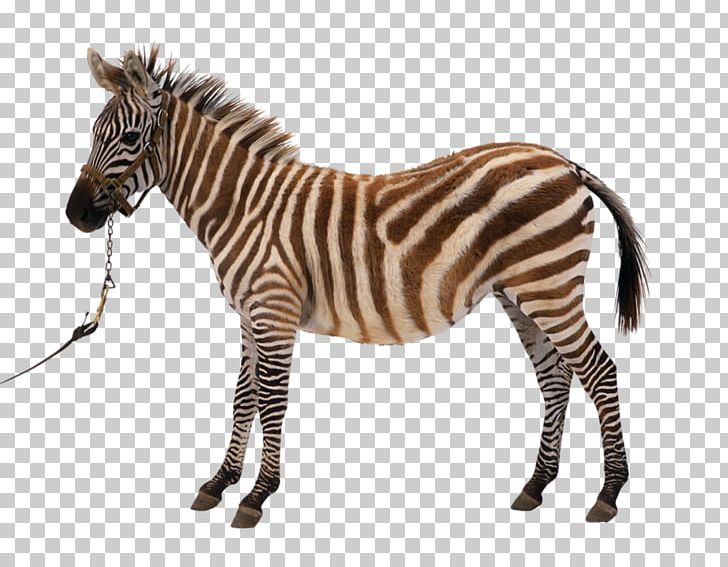 Horse Zebra Photography PNG, Clipart, Animal, Animals, Black, Black And White Stripes, Cartoon Zebra Crossing Free PNG Download