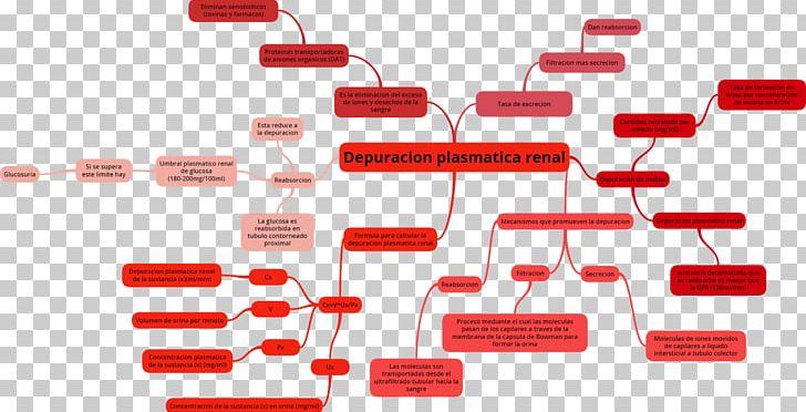 Tubulo Renale The Kidney Distal Convoluted Tubule Nephron Human Physiology PNG, Clipart, Aldosterone, Angle, Blood, Childbirth, Clearance Free PNG Download