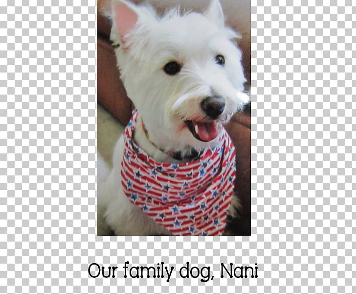 West Highland White Terrier Dog Breed Companion Dog Snout PNG, Clipart, Breed, Carnivoran, Companion Dog, Crossbreed, Dog Free PNG Download