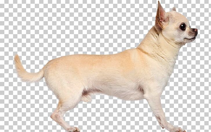 Chihuahua Dog Breed Pomeranian Companion Dog Puppy PNG, Clipart, 5 Years, Animals, Away, Breed, Carnivoran Free PNG Download