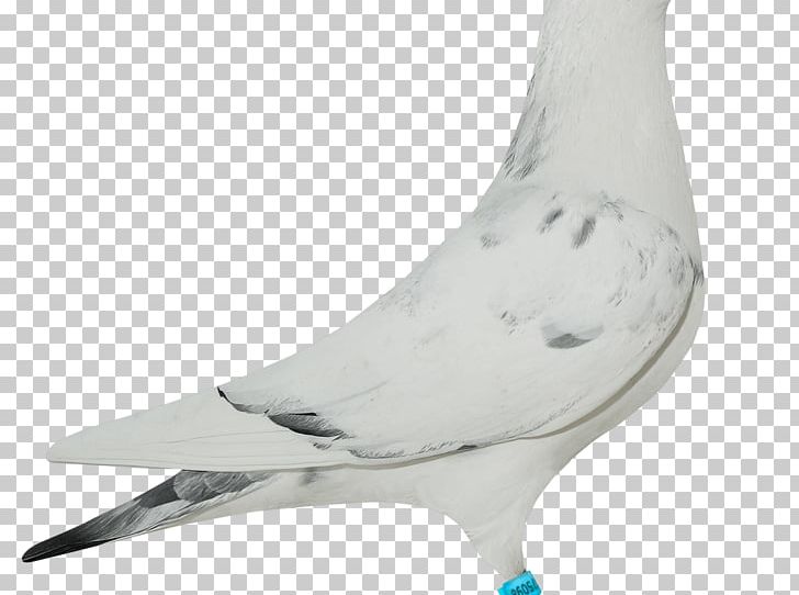 Columbidae Beak Domestic Pigeon PNG, Clipart, Art, Bay, Beak, Bird, Columbidae Free PNG Download