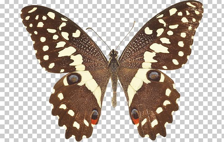 Lime Butterfly Eastern Tiger Swallowtail Citrus Swallowtail Swallowtail Butterfly PNG, Clipart,  Free PNG Download
