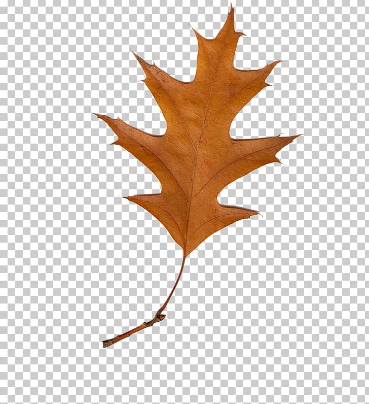 Maple Leaf Autumn Leaves PNG, Clipart, Autumn, Autumn Leaf Color, Autumn Leaves, Deciduous, Gimp Free PNG Download