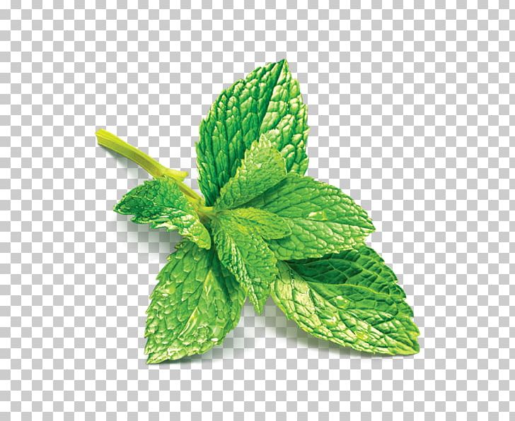 Mint Julep Peppermint Juice Mentha Spicata Munro Campagna PNG, Clipart, Campagna, Drink, Flavor, Food, Fruit Nut Free PNG Download