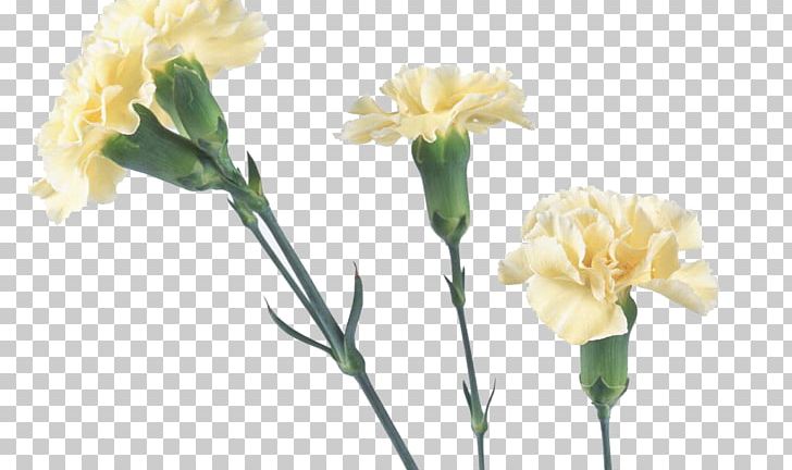 Carnation Yellow Flower Bouquet Red PNG, Clipart, Artificial Flower, Bud, Color, Cut Flowers, Flor Free PNG Download