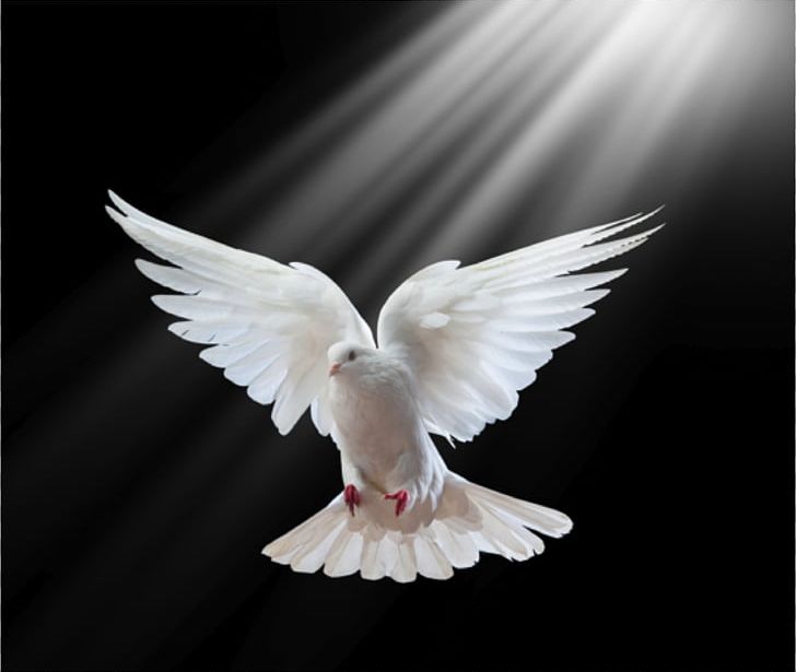 Columbidae Holy Spirit In Christianity Doves As Symbols PNG, Clipart, Animals, Baptism, Baptism Of Jesus, Beak, Bird Free PNG Download