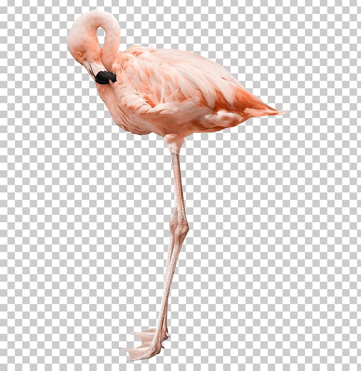 Flamingo Bird PNG, Clipart, Animals, Beak, Bird, Drawing, Fauna Free PNG Download