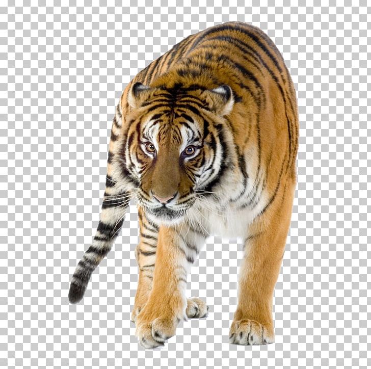 Lion Siberian Tiger Bengal Tiger Felidae Project Tiger PNG, Clipart, Animal, Animals, Big Cat, Big Cats, Carnivoran Free PNG Download