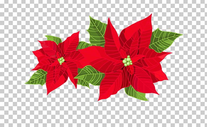 Poinsettia PNG, Clipart, Christmas, Christmas Decoration, Christmas Ornament, Clip Art, Drawing Free PNG Download