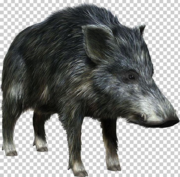 Boar PNG, Clipart, Boar Free PNG Download