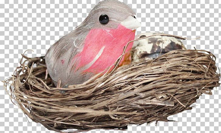 Edible Birds Nest Bird Nest PNG, Clipart, Adobe Illustrator, Animals, Beak, Bird, Bird Cage Free PNG Download
