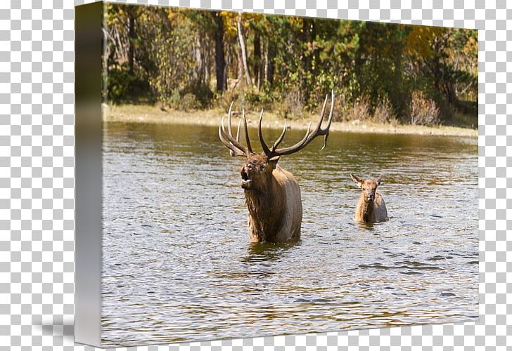 Elk National Park Cattle Antler Fauna PNG, Clipart, Antler, Cattle, Cattle Like Mammal, Deer, Elk Free PNG Download