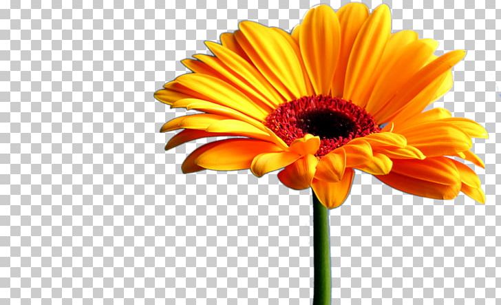 Television Wall PNG, Clipart, 1080p, Art, Calendula, Common Daisy, Cut Flowers Free PNG Download