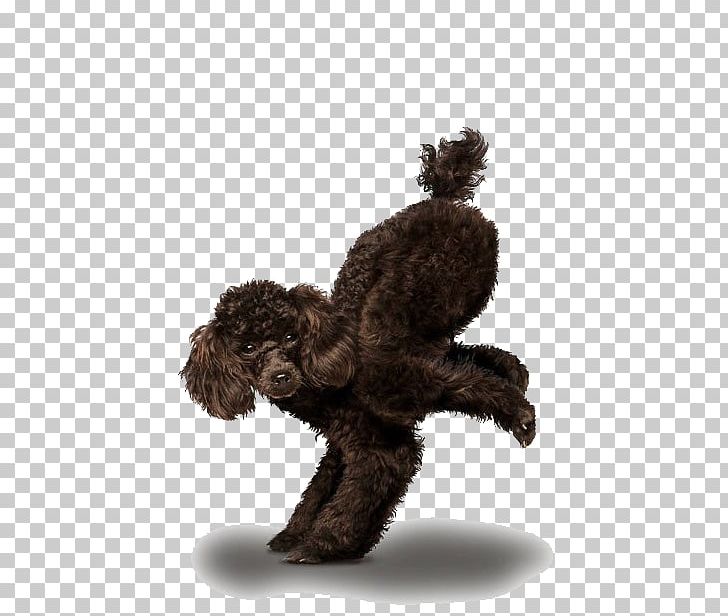 Chihuahua Golden Retriever Poodle Yoga Dogs PNG, Clipart, Animal, Animals, Asana, Asento, Black Free PNG Download