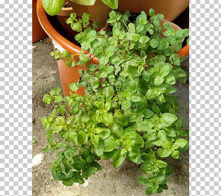 Herb Flowerpot Groundcover PNG, Clipart, Flowerpot, Groundcover, Herb, Marjoram, Others Free PNG Download