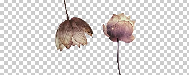 Nelumbo Nucifera Ink Wash Painting PNG, Clipart, Banner, Banner Material, Chinese, Chinese Painting, Chinese Style Free PNG Download