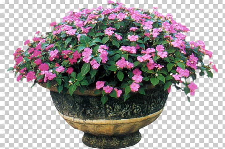 Impatiens Balsamina Annual Plant Annual Flowering Plants PNG, Clipart, Annual Plant, Azalea, Begonia, Bucket, Busy Lizzie Free PNG Download